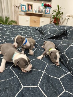 Predám staforda - 3