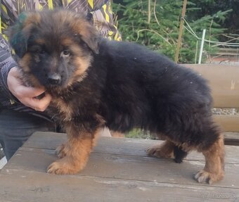 Nemecký ovčiak - 3