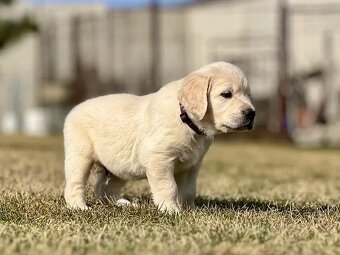 Zlatý Retriever šteniatka s PP - 3