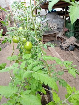 Planty na predaj - 3