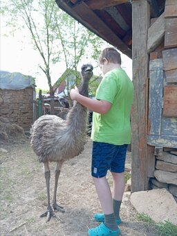 Emu hnedý - 3