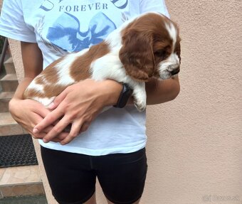 Welsh springerspaniel - 3