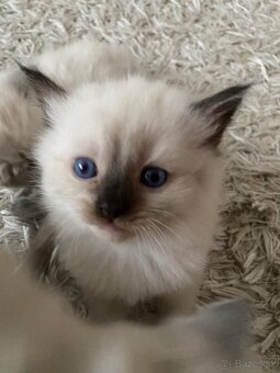 Ragdoll mačiatka predaj - 3