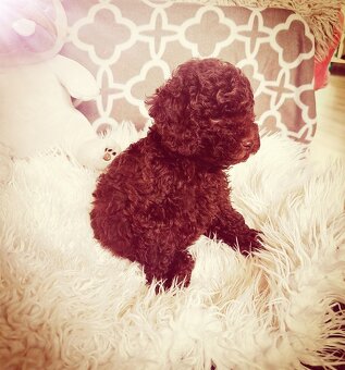 Pudel pudlik Toy chocolate - 3