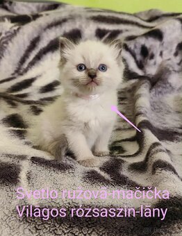 Ragdoll mačičky bez PP - 3