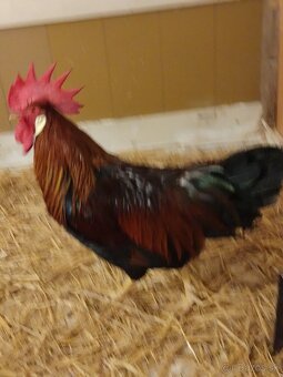 Kohút vlaška jarabičia - 3