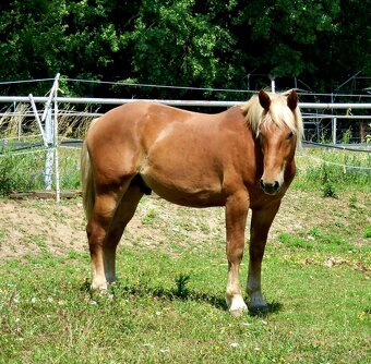 13 ročná kobyla Norik Muránsky a 2,5 ročný žrebec - 3