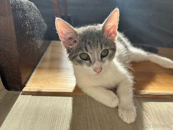 Zamiluj sa na prvý pohľad – kocúrik na predaj - 3