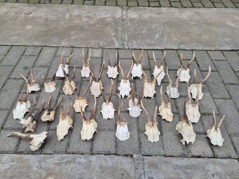 Trofej trofeje paroh parohy parozie zhody - 3