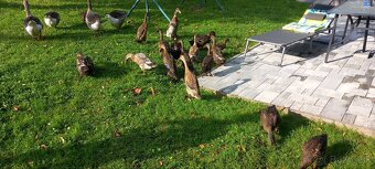 Indický bežec chovny par - 3