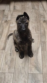 Holandsky ovciak - 3