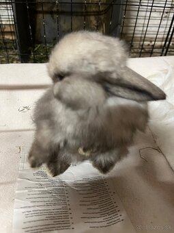 Minilop zajačik - mláďatá - 3