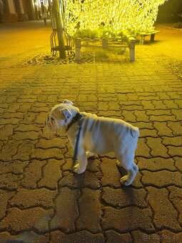 Anglický bulldog - 3