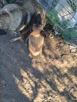 Predám Belgický malinois ovčiak - 3