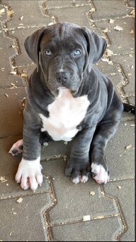 American bully xl/xxl s PP - 3
