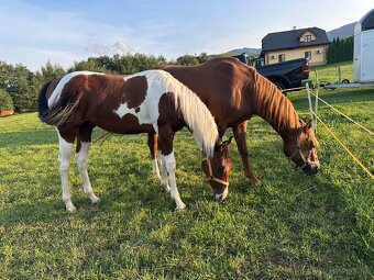 Aph American paint horse valach 2024 s pp - 3