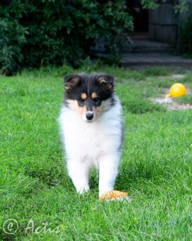 Kólia dlhosrstá s PP - 3