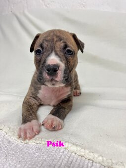 Americky Stafordšírský Terier šteniatka - 3