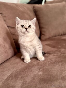 Skotska klapoucha macka, scottish straight s PP - 3