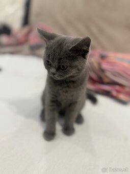 Mačiatko Britská Modrá - 3