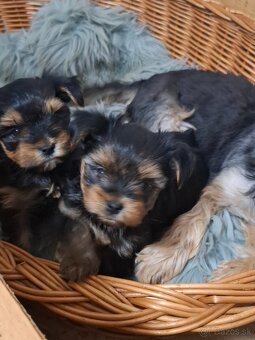 Yorkšhire,yorkšhirský terier - 3