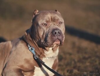 Hľadám domov / adopcia - 3