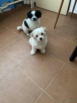 Darujem stenanka - 3