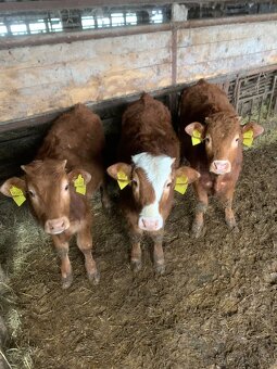 Predám teľatá S50L50, 6ks - 3