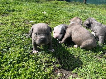 American Bully - 3