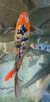 Koi kapre - 3