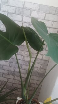 Monstera Deliciosa - 3