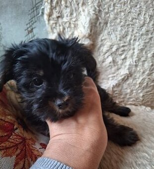 Yorkšhir,york,yorkšhirsky terier - 3