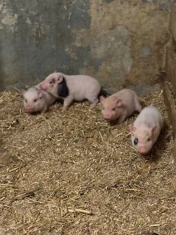 Predám čínske prasiatka - 3