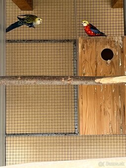 Predám chovné páry. - 3