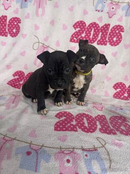 Americký stafordsirsky terier, Stafford, amstaf - 3