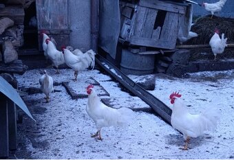 Nasadove vajíčka Leghorn - 3