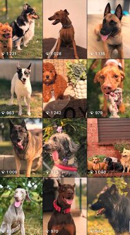 Hotel pre psov NITRA A OKOLIE- DOGDARNY - 3