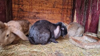 Pedám mladé samce do chovu - 3