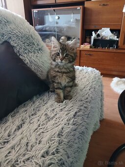 Maine Coon mačiatka - 3