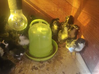 Australorp kuriatka - 3