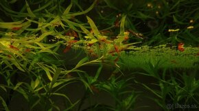 Krevetky, akvarijné rastlinky - 3