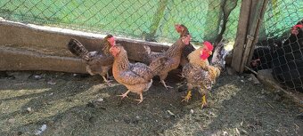 Nasadove vajcia australorp, cream legbar - 3