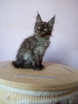 Maine Coon s PP - 3