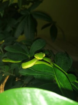 Trimeresurus albolabris - 3