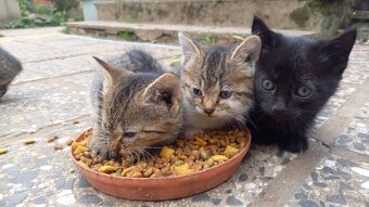 Darujem mačiatka - 3