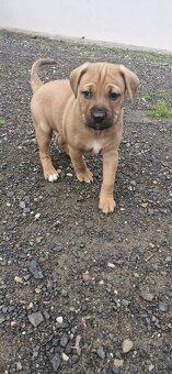 Šteniatka americky stafordšírsky terier - 3