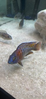 Predam cichlidy Aulonocara Red rubin - 3