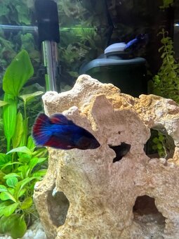 Darujem bojovnicu – samičku - 3