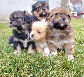 Tibetskỳ špániel šteniatko - 3