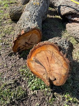 Kmeň stromu marhuľa - 3